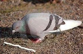 Ouwe snuifduif